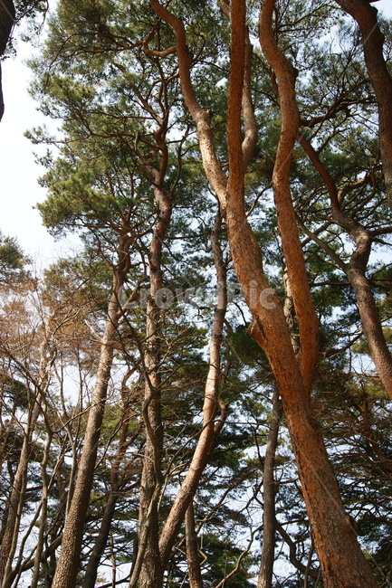 자연,풍경,landscape,nature,휴식,rest,season,나무,산책,산책로,나무숲,숲길,소나무,경주,한국,힐링