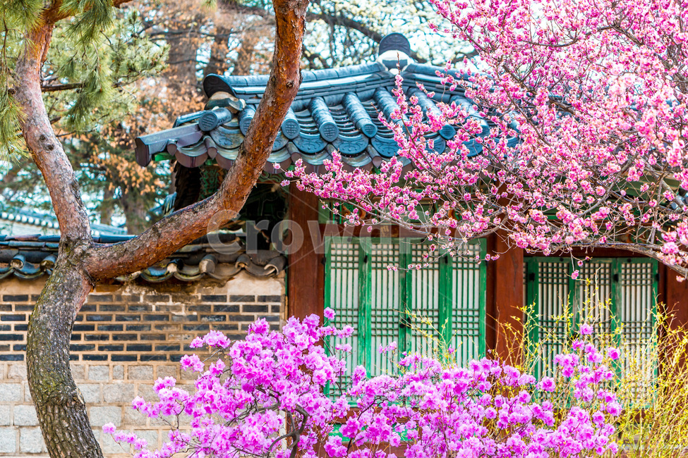 고궁,문화유산,꽃,철쭉,봄,기와,봄,계절,spring,season,한국전통,한국문화,korean traditional,korean culture,식물,자연,plants,nature,나무,trees,wood,outdoors,옥외,garden,정원