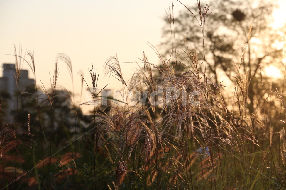 grass,plant,lawn,식물,잔디,reed,갈대,억새,가을,식물,자연,plants,nature