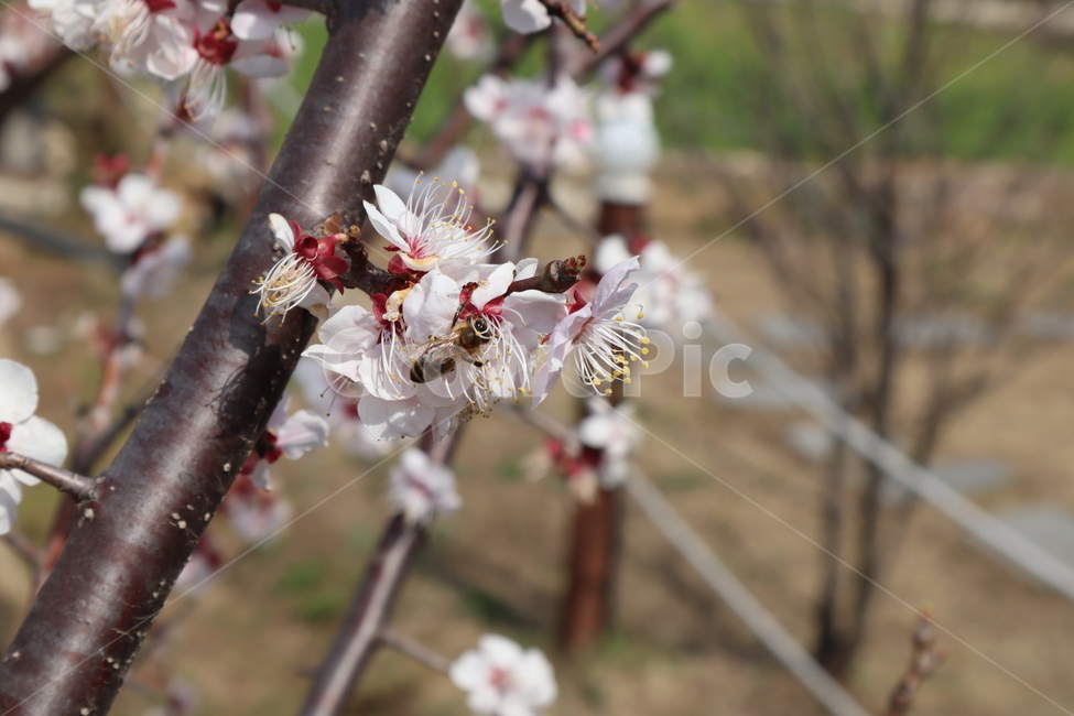 벚꽃,봄,벌,꿀벌,자연,식물,벚꽃나무,분홍,꽃,힐링,순수,plant,flower,blossom