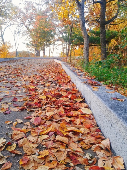 가을,단풍,낙엽,휴식,산책,길,초록,노랑,나무,힐링,바람,시원한,fall,maple,road,tree
