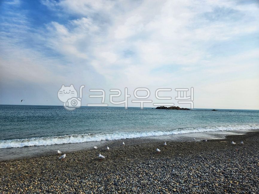 daytime sea,horizon,Coast,Beach,ocean,nature,bird,Seagull,water
