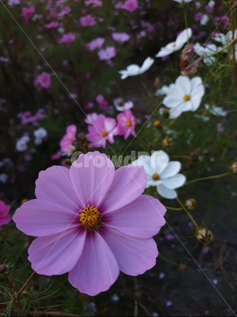 코스모스,가을,감성,꽃,blossom,식물,자연,plants,nature,꽃,flower