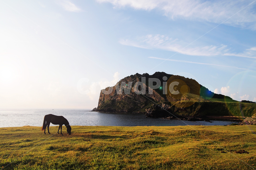 성산일출봉,말,성산리,일출봉,서귀포,자연,풍경,nature,landscape,제주도,jeju,jeju island,동물,animal,포유류,mammal,outdoors,옥외,land,땅,promontory,곶,ocean,대양,water,물,sea,바다,shoreline,해안선