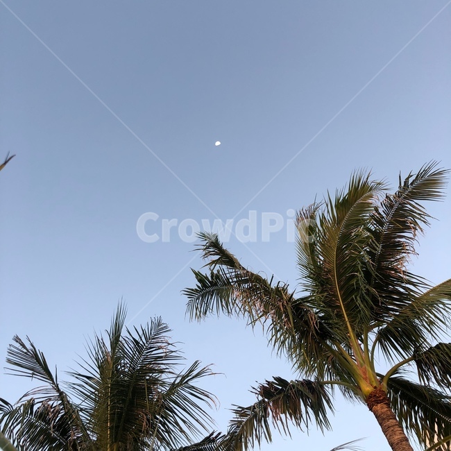 야자나무,달,감성사진,감성,빈티지,하늘,초저녁,plant,palmtree,야자수,tree