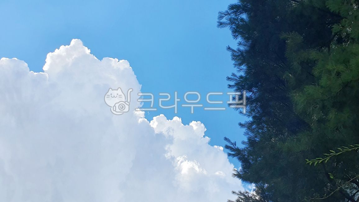 cloud,sky,forest clouds,blue sky,tree,clouds,green green