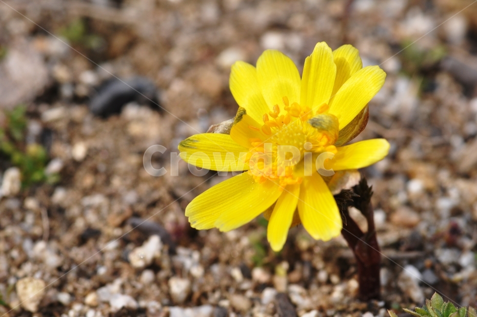 노란꽃,꽃,봄꽃,복수초,계절,식물,자연,plants,nature,꽃,flower