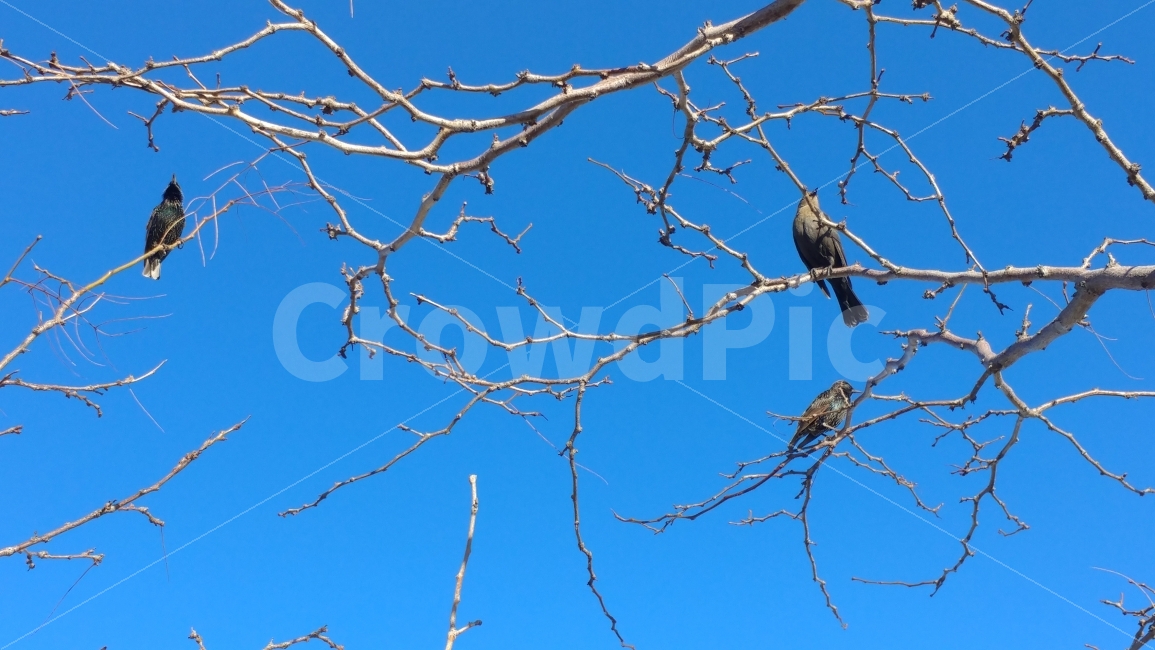 파란하늘,새,나무,야생동물,bluesky,birds,tree,미국,라스베가스,네바다,LasVegas,nature,animal,동물,animal,조류,새,birds