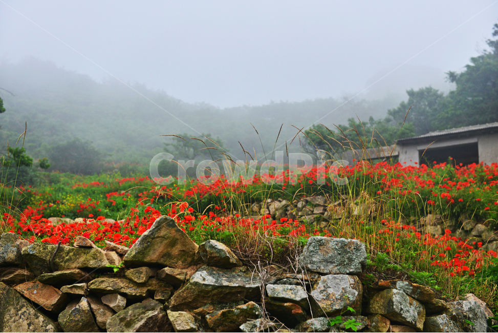 경남,통영,소매물도,해변,해안,landscape,경치,nature,자연,outdoors,옥외,scenery,풍경,꽃양귀비,폐가,창고,안개,해무