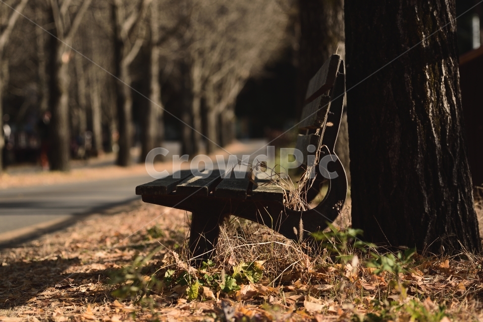 가을,의자,낙엽,단풍,외로움,가을,계절,fall,autumn,season,휴식,힐링,rest,relaxation,healing,furniture,가구,ground,바닥