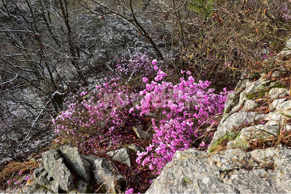 주작산,덕룡산,종주,진달래,풍경,기암,바위,비경,봄풍경,진달래꽃,강진,명산,산행,등산,마운틴,힐링,mountain,landscape,자연,natural,봄,계절,spring,season,식물,자연,plants,nature,꽃,flower,plant
