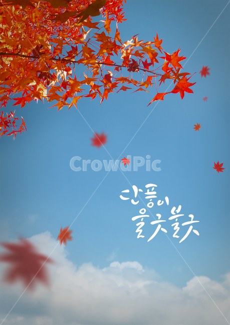 단풍,단풍잎,단풍나무,하늘,구름,캘리,캘리그라피,손글씨,붓글씨,가을,감성,가을,계절,fall,autumn,season,자연,풍경,nature,landscape,캘리그라피,손글씨,calligraphy,leaf,잎,plant,식물