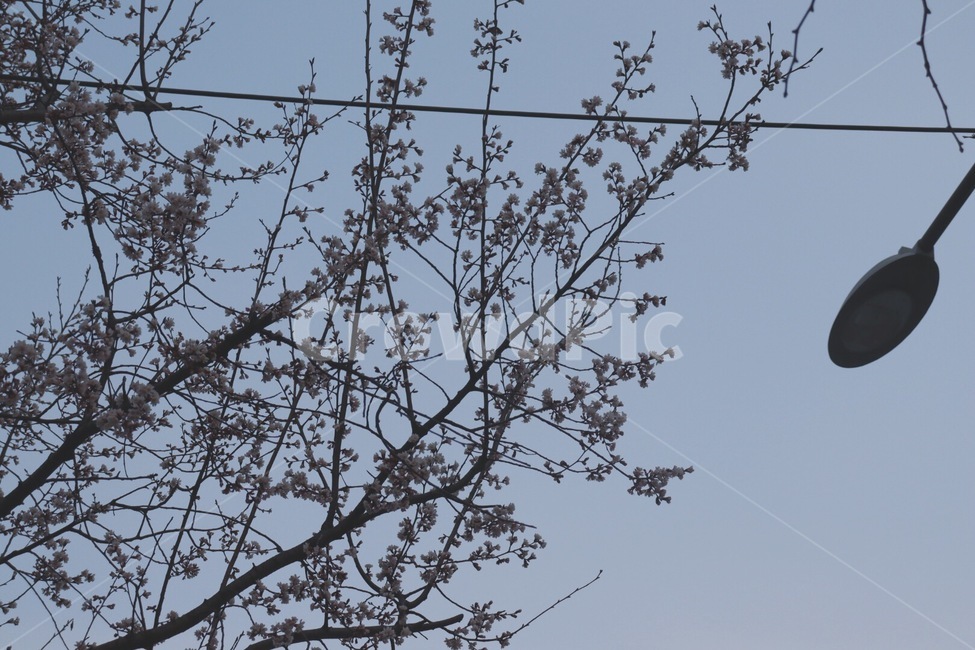 벚꽃,plant,blossom,꽃,봄꽃,식물,길거리