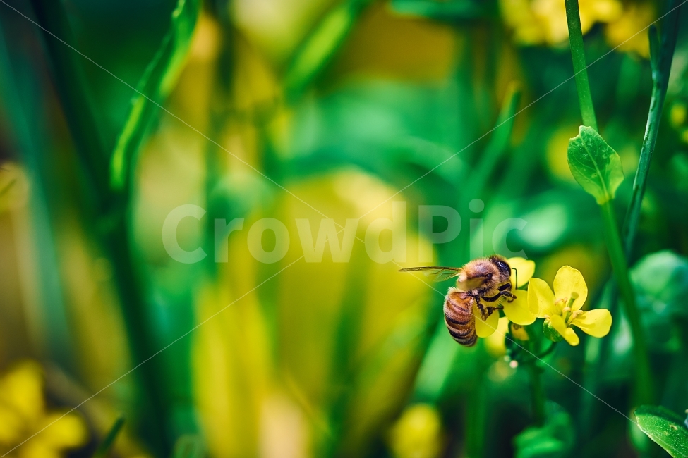 꿀벌,벌,bee,곤충,접사,매크로,유채꽃,봄,노랑,식물,자연,plants,nature,동물,animal,곤충,벌레,insect,bug,꽃,flower