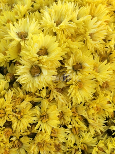 꽃,자연,식물,flower,yellow,nature,식물,자연,plants,nature,꽃,flower
