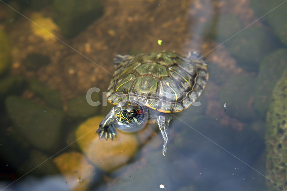 거북이,돌,식물,자연,녹색,동물,animal