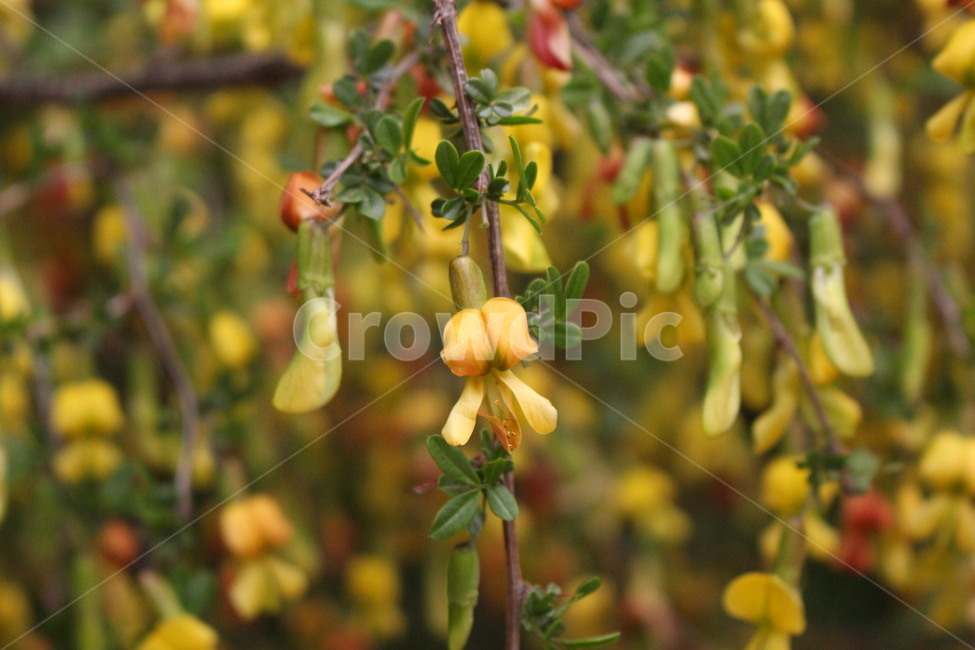 yellow,yellow flower,health,pottedplant,leaf,flower,spring,Goldamcho,pot,caraganasinica,plant,healty,medicinal herbs