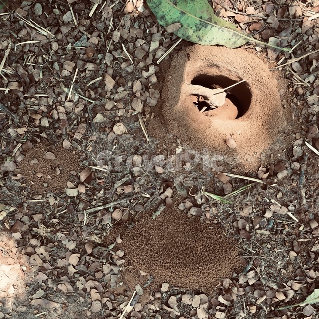 개미,집,입구,흙,야생,자연,ant,nest,entrance,ground,nature,wildlife