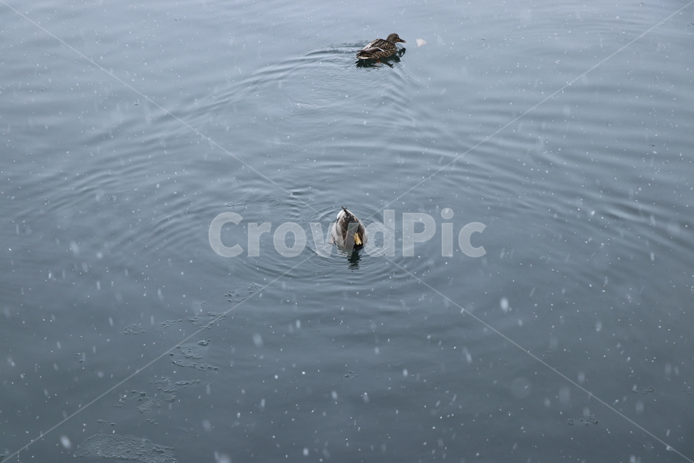 water,물,outdoors,옥외,오리,청둥오리,눈,강,동물,새,조류,bird