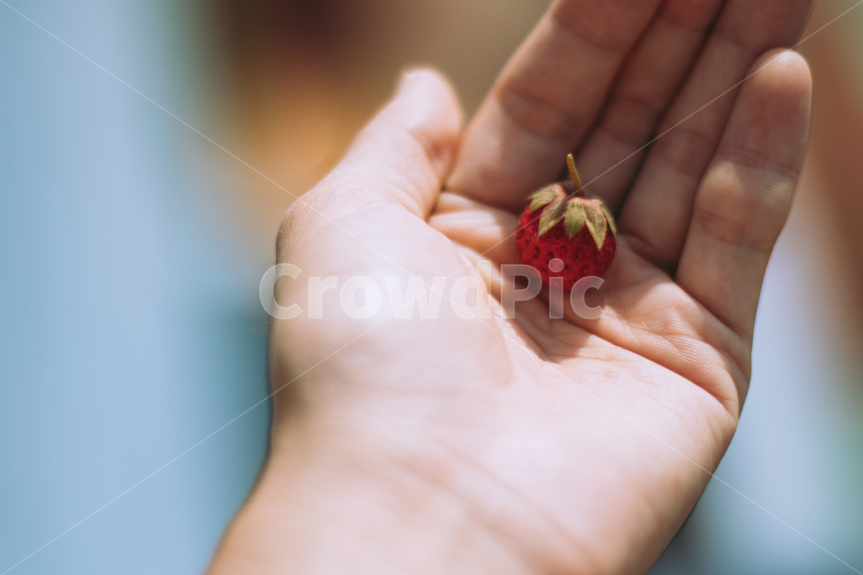 딸기,손,손바닥,과일,strawberry,fruit,hand,감성,sensible,feeling