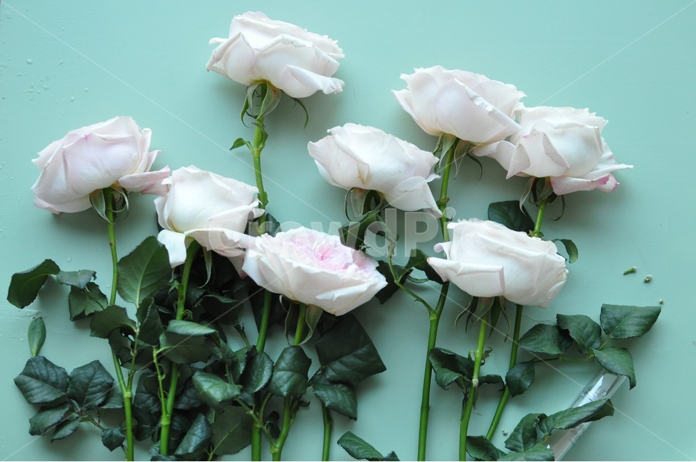 rose,장미,blossom,꽃,flower,plant,식물,수입장미,케이라장미,케이라,꽃다발,부케,꽃배경,자연,감성