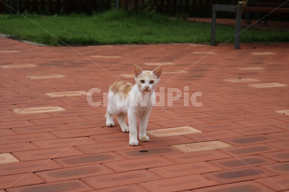 고양이,길고양이,야생,동물,초록,cat,wild,animal,green,neko,doubutsu,midori,동물,animal,포유류,mammal,고양이,cat,kitten,kitty