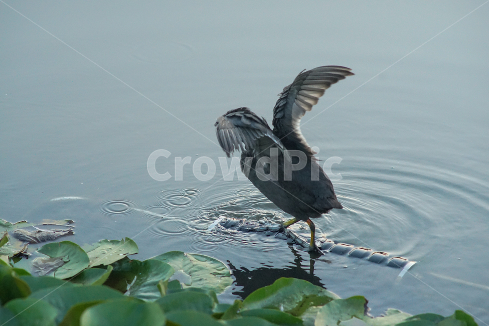 새,조류,논병아리,날개짓,호수,연밭,날개,부리,동물,animal,조류,새,birds