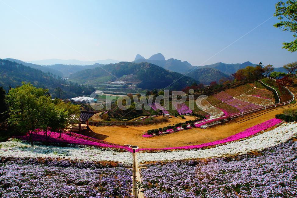 꽃동산,마이산,꽃잔디,봄,풍경,봄,계절,spring,season,자연,풍경,nature,landscape,scenery,outdoors,옥외,경치