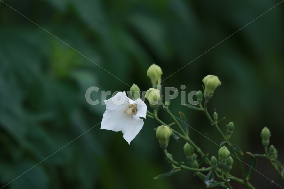 우중출사,장마,소강상태,여름,여름꽃,비방울,식물,자연,plants,nature,꽃,flower