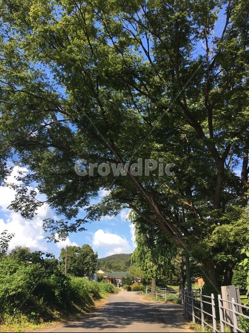 나무,자연,산책,tree,길,자연,풍경,nature,landscape,나무,trees,wood,plant,식물,tree trunk,나무 줄기