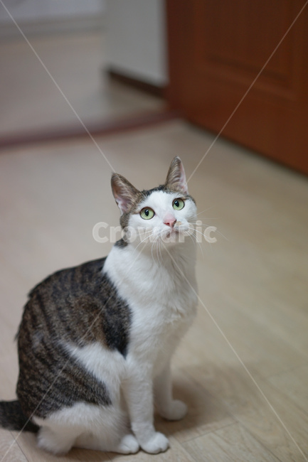 고양이,야옹이,코리안숏헤어,반려묘,미묘,애완동물,동물,animal,포유류,mammal,고양이,cat,kitten,kitty