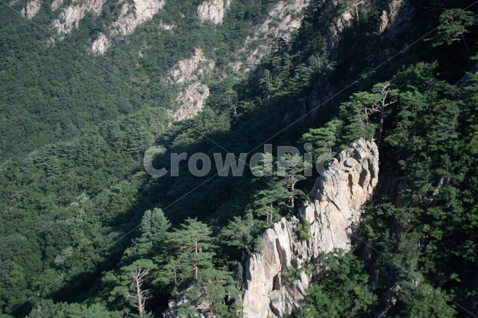 나무,숲,산,풍경,산맥,절벽,자연,풍경,nature,landscape,outdoors,옥외,plant,식물,tree,slope,경사,vegetation,초목,mountain