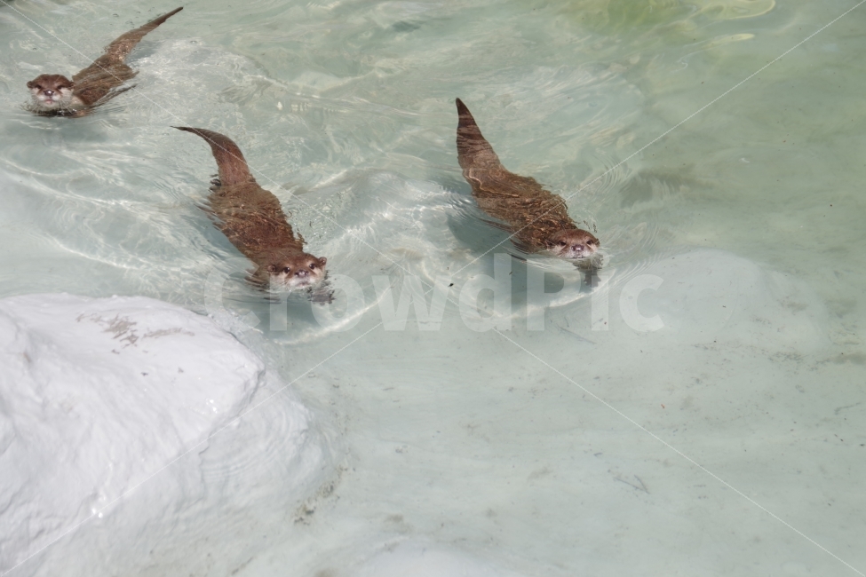수달,동물원,동물,여름,otter,zoo,animal,summer,동물,animal,포유류,mammal