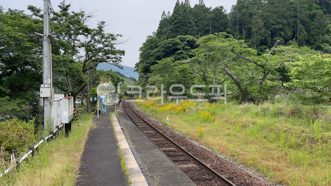 일본,기차역,철도,일본철도,일본기차역,나무,녹지,시골풍경,철도신호,꽃,야생화,표지판