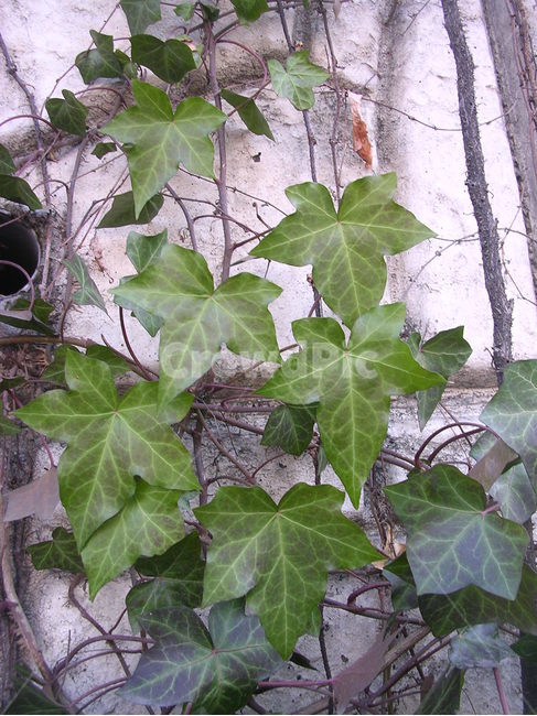 잎,leaf,담쟁이넝쿨,담쟁이,아이비,ivy