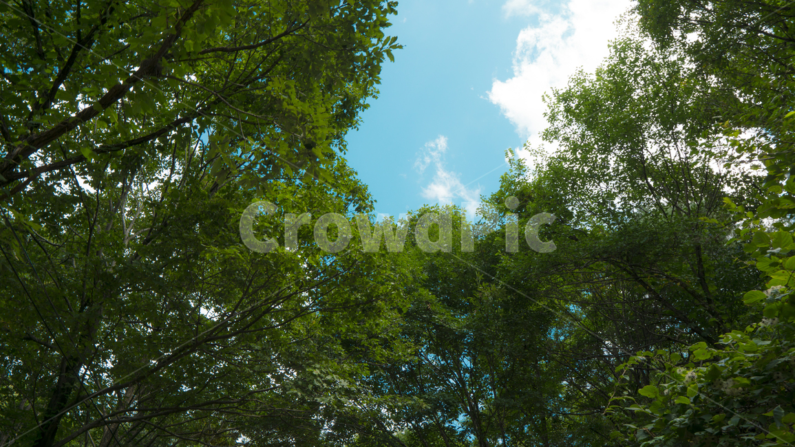 nature,자연,outdoors,옥외,weather,날씨,산,등산,mountain,구름,하늘,트레킹,하이킹,풍경,한국,야외,푸른,가을,여름,sky,blue,green,신선한,초목,plant,식물,tree,나무,자연,풍경,nature,landscape,vegetation