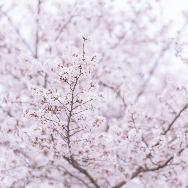 봄,벚꽃,벚나무,꽃,blossom,봄,계절,spring,season,plant,식물,flower