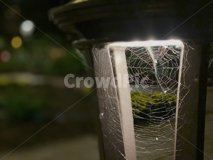 거미,거미줄,곤충,벌레,animal,spider,bug,전등,밤,저녁