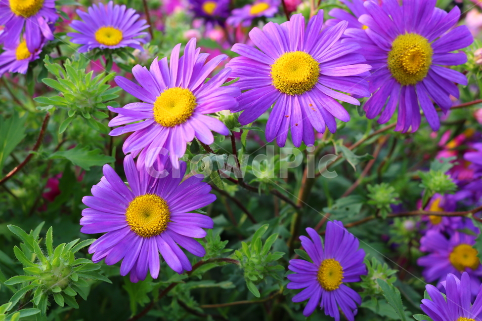 꽃,과꽃,국화과,식물,자연,취국,벽남국,추모란,식물,자연,plants,nature,꽃,flower