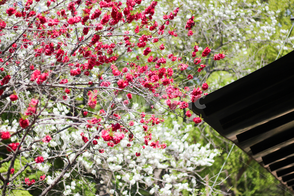 봄,개심사,절,색감,꽃,감성,처마,봄,계절,spring,season,식물,자연,plants,nature,꽃,flower,plant,blossom