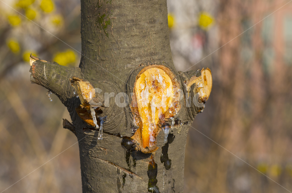 나무,송진,상처,줄기,송지,tree,bark,nature,감성,감정,resin,자연,계절,접사,매크로,클로즈업,확대