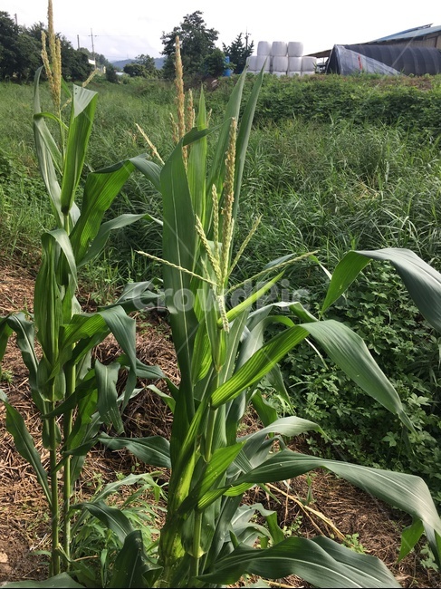 옥수수,corn,농작물,crop,식물,옥수수수염,성장,자라다,plant,녹색,자연,야외,시골,잎,leaf,nature,agricultural,자연스러운,싱싱한,maze