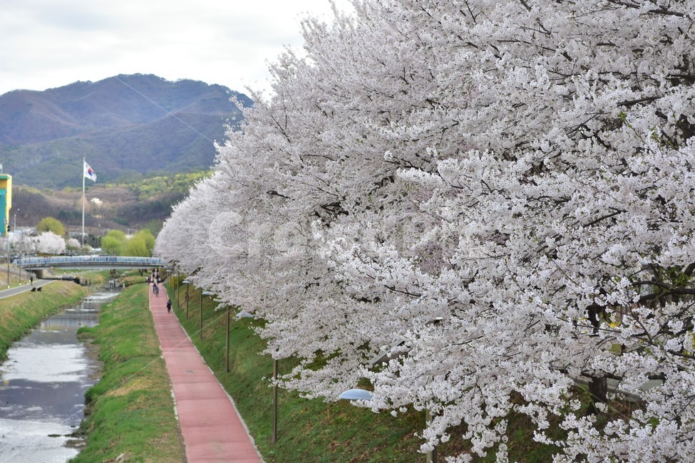 blossom,꽃,flower,벚꽃,양재동,자전거길,길,꽃길,봄,spring,봄,계절,spring,season,자연,풍경,nature,landscape