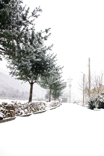 나무,식물,plant,겨울,winnter,설경,눈,겨울,계절,winter,season,자연,풍경,nature,landscape,tree,fir,전나무,outdoors,옥외