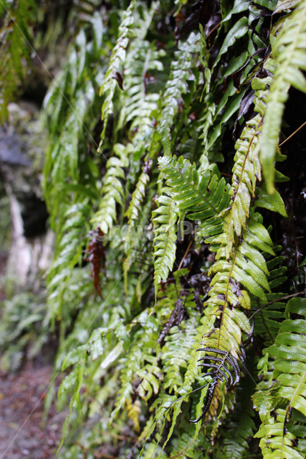 plant,식물,정글,jungle,풀,고사리,식물,자연,plants,nature