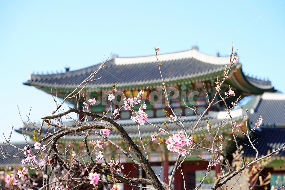 경복궁,매화,꽃,flower,palace,궁궐,건축물,architecture