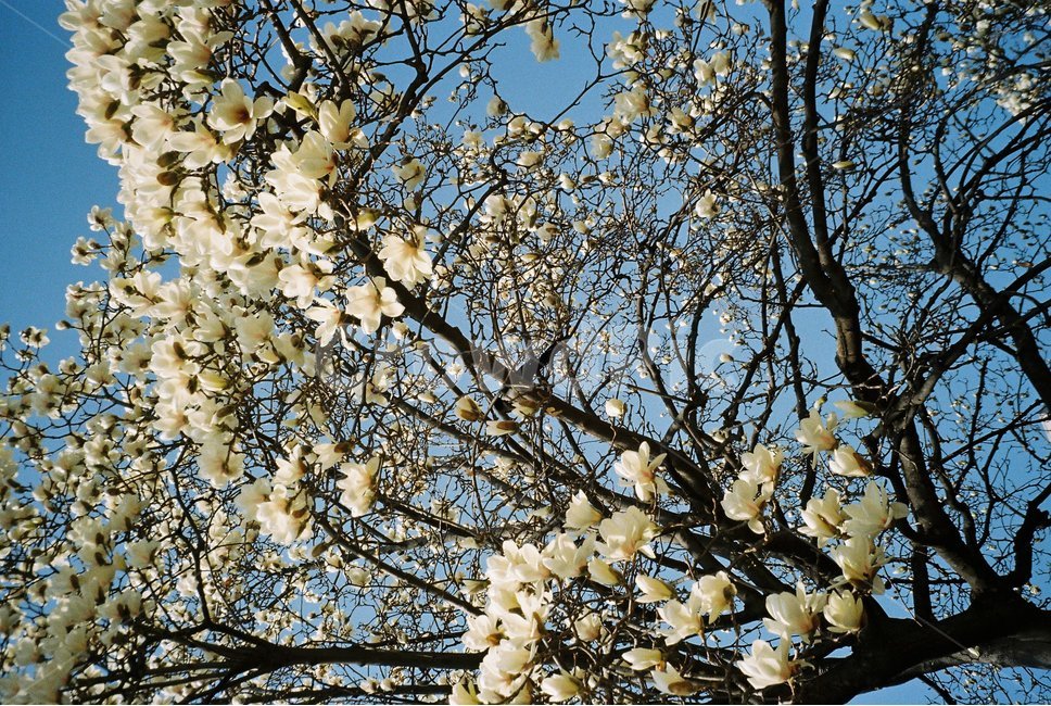 목련,식물,봄,magnolia,plant,나무,봄나무,봄꽃,spring,flower,film,필름사진
