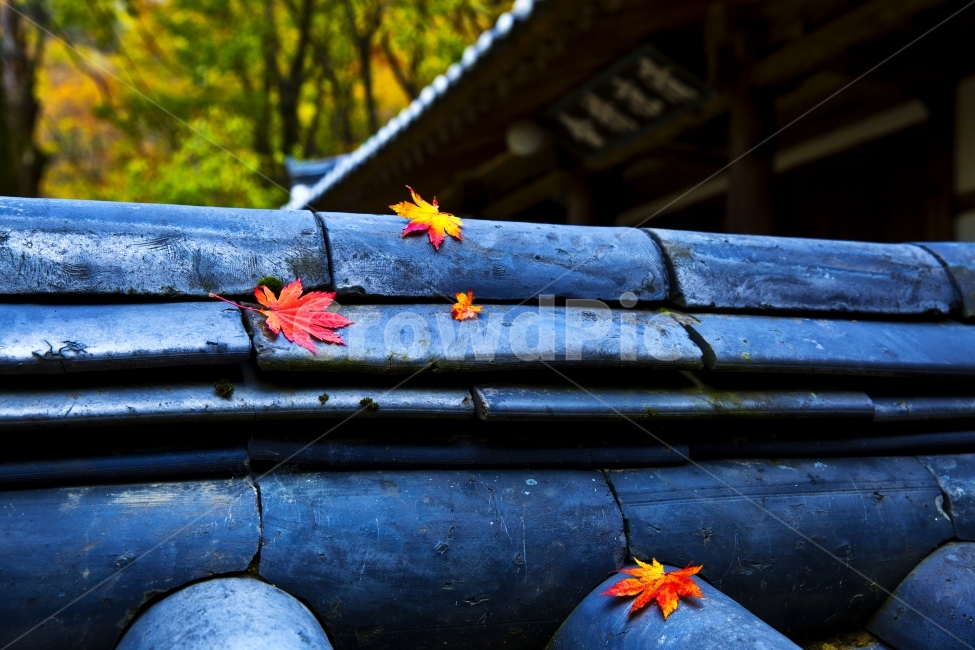 단풍잎,단풍,담장,가을,절,사찰,감성사진,감성,가을,계절,fall,autumn,season,한국전통,한국문화,korean traditional,korean culture,건축물,건물외관,exterior,building,structure,architecture,construction,leaf,잎,plant,식물,maple leaf