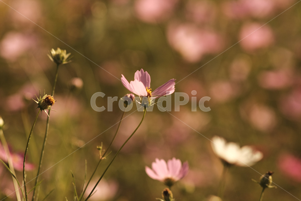 꽃,코스모스,핑크,자연,flower,cosmos,pink,nature,가을,계절,fall,autumn,season,식물,자연,plants,nature,꽃,flower,감성,sensible,feeling,plant