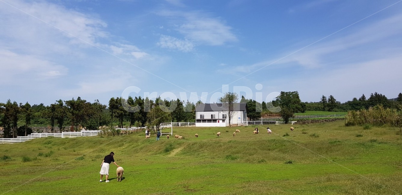 하늘,구름,양,들판,초록,산업,industry,industrial,목축업,목장,livestock farming,ranching,pasture